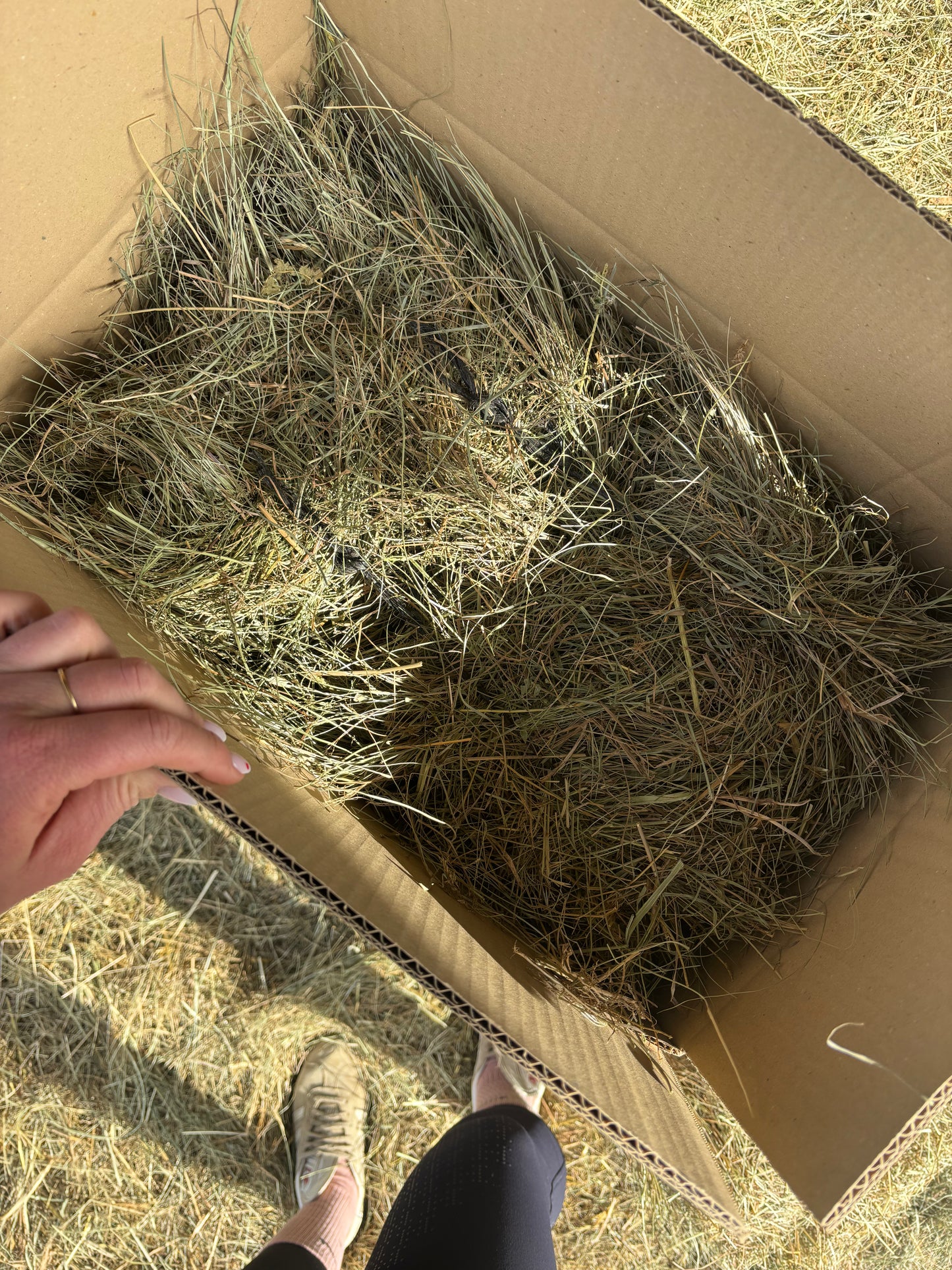 mini botte de foin lapin